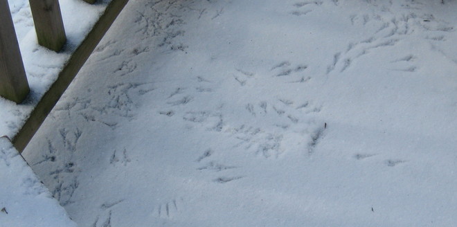 Birdy Footprints Arthur, Ontario Canada