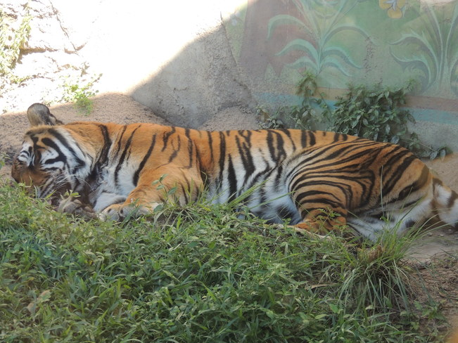 Tiger Orlando, Florida United States