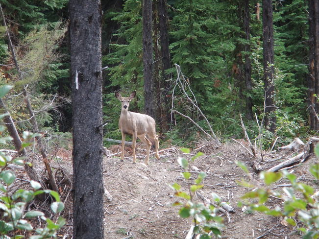 doe in forest Fauquier, British Columbia Canada