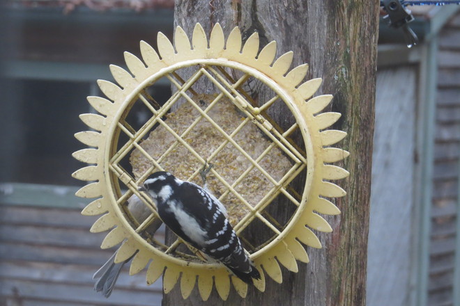 Female Downy Woodpecker & Chickadee Sharing Chester, Nova Scotia Canada