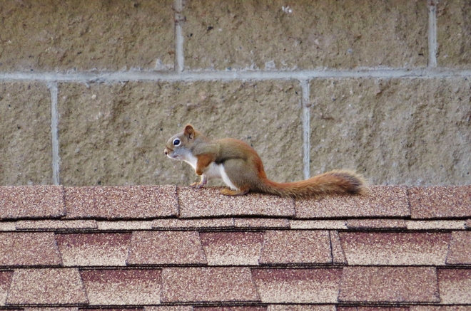 HEY, there aren't any nuts up here! North Bay, Ontario Canada