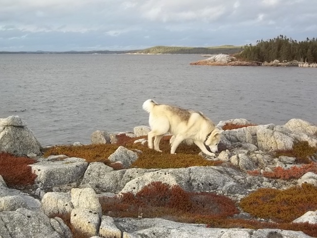 Nukka Birchy Bay, Newfoundland and Labrador Canada