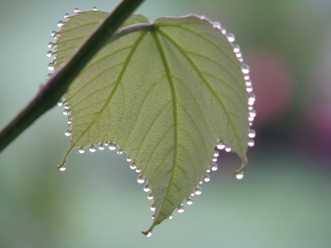 Grape Leaf Droplets Dartmouth, Nova Scotia Canada