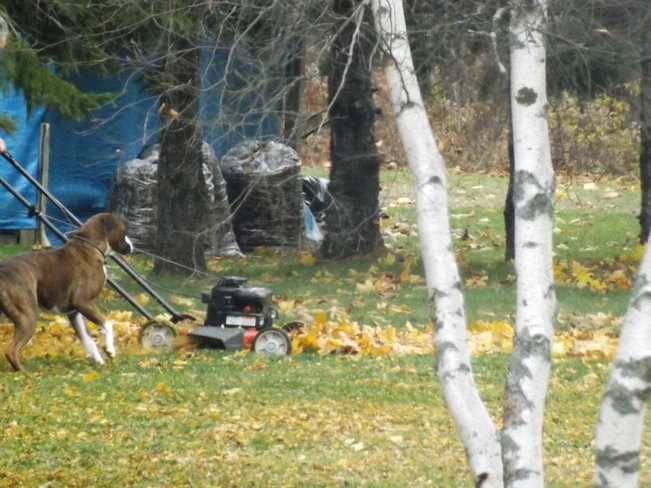 raking leaves New Minas, Nova Scotia Canada