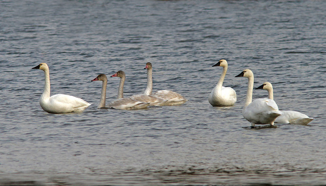 Seven Swans a Swimming Ingleside, Ontario Canada
