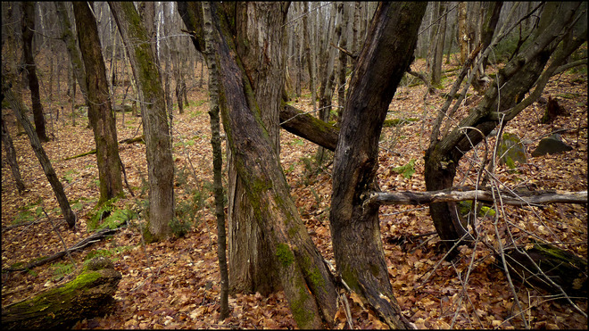 Sheriff Creek yellow trail twisted trees. Elliot Lake, Ontario Canada