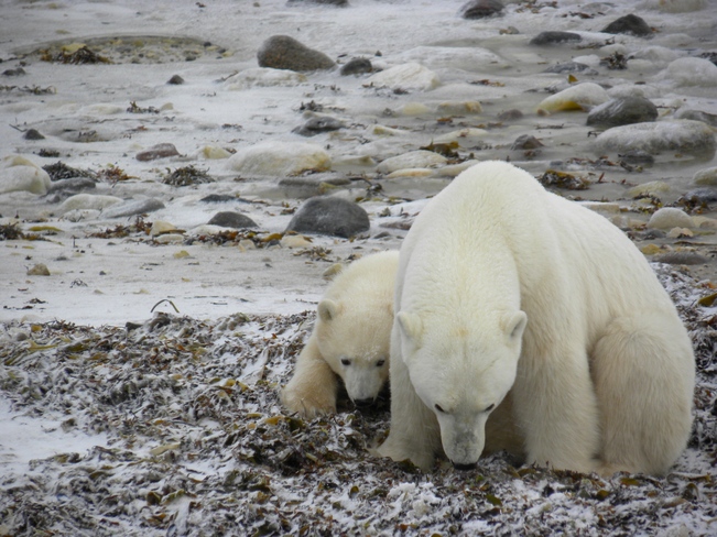 Polar bear mom and cub Churchill, Manitoba Canada