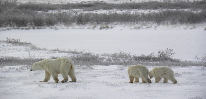 Mom and cubs Churchill, Manitoba Canada
