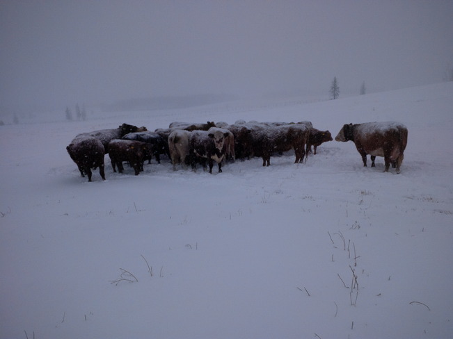 Feeding the cows Wildwood, Alberta Canada