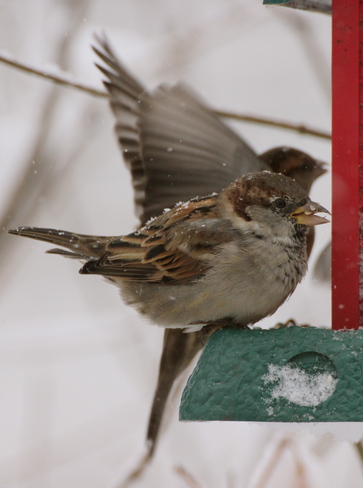 House Sparrows Dalmeny, Saskatchewan Canada