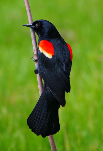 Red winged black bird Ottawa, Ontario Canada