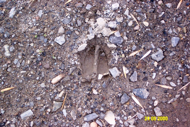 Animal Track in our yard. Brockville, Ontario Canada