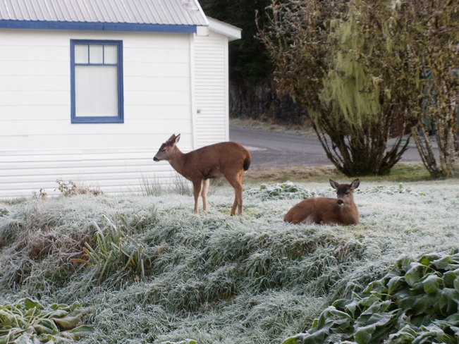 deer Prince Rupert, British Columbia Canada