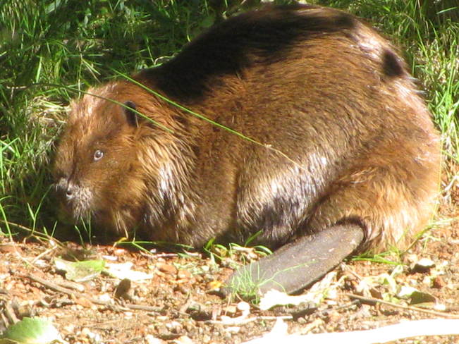 Sunning beaver Coquitlam, British Columbia Canada