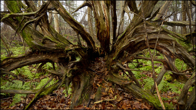 Sheriff Creek red trail rotten roots. Elliot Lake, Ontario Canada
