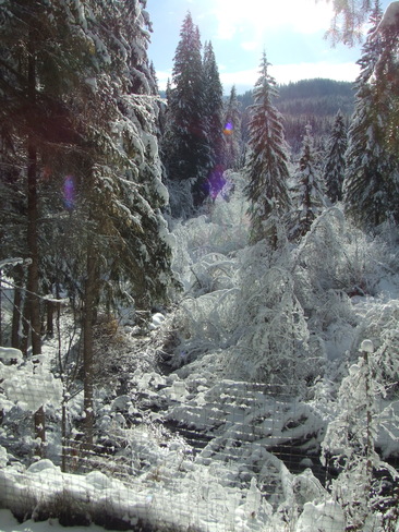 winter at bradley creek... Forest Grove, British Columbia Canada