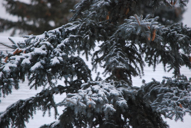 Snow on a Pine Brandon, Manitoba Canada