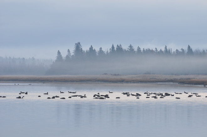 The Canada geese. Cap-Pele, New Brunswick Canada