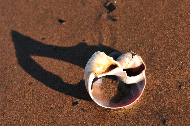 The Seashell by the Seashore. Cap-Pele, New Brunswick Canada