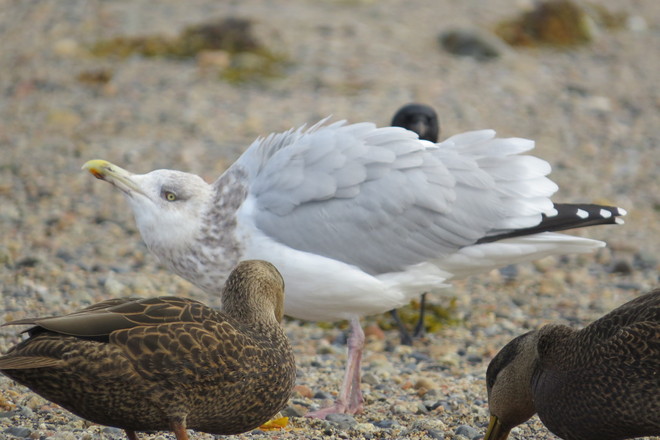 Bossy Herring Gull Chester, Nova Scotia Canada