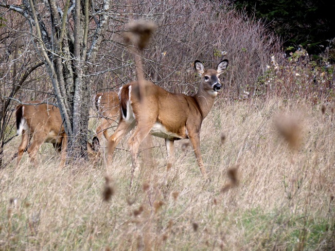 A Doe and her two fawns grazing Kingston, Ontario Canada