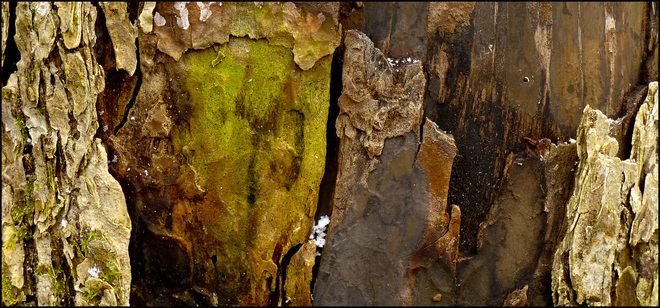 Sheriff Creek, close-up of a rotten tree trunk. Elliot Lake, Ontario Canada