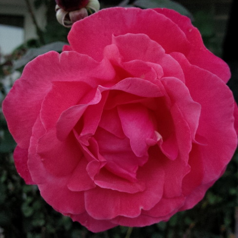 Pink Rose Georgetown, Ontario Canada