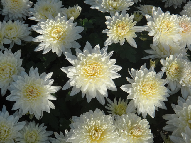 White chrysanthemum Toronto, Ontario Canada