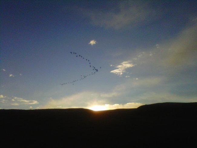 Geese flying in the sunrise. Medicine Hat, Alberta Canada