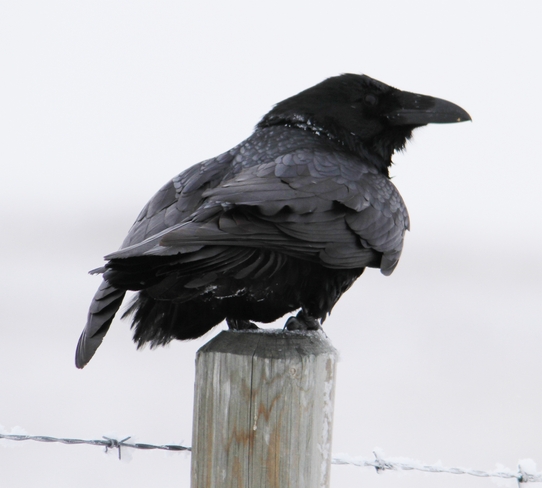 raven Brooks, Alberta Canada