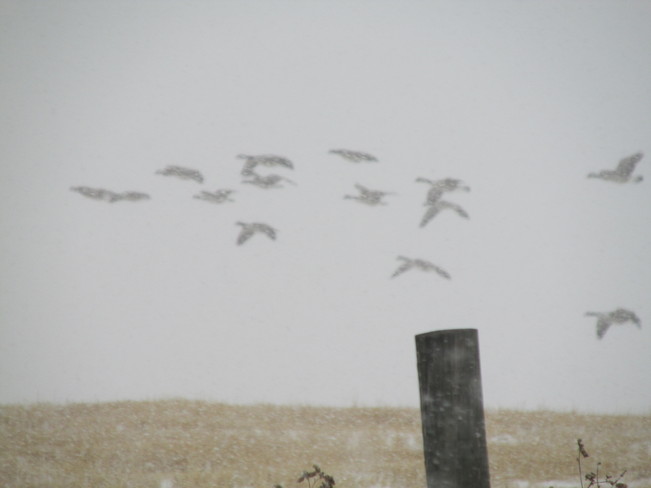 Geese in Snow Calgary, Alberta Canada
