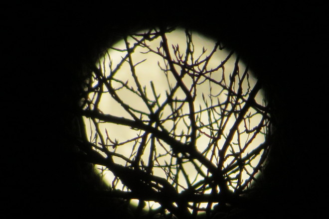 Woodlands Moon New Westminster, British Columbia Canada