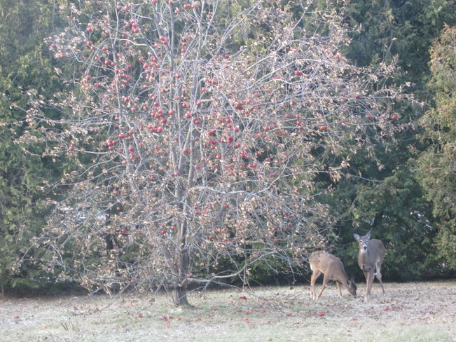 Two deer by the apple tree 