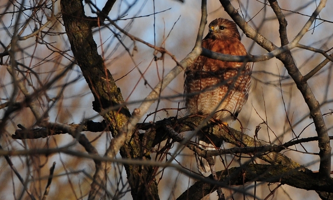 Red-shouldered Hawk Hawkesville, Ontario Canada