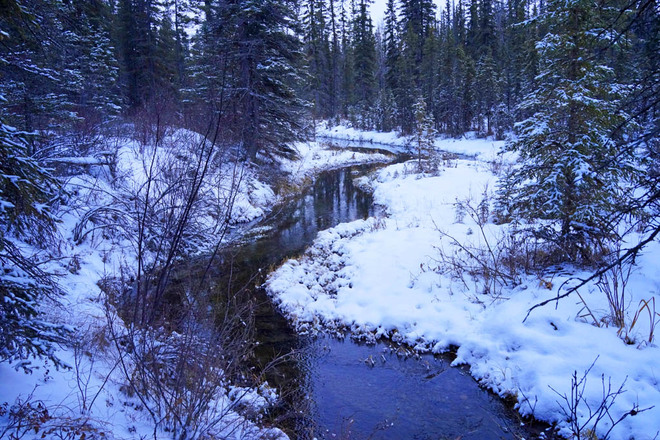 Winter Forest Lethbridge, Alberta Canada