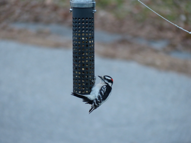 Woodpecker Shelburne, Nova Scotia Canada