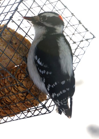 Downy Woodpecker Olds, Alberta Canada