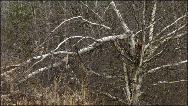Sheriff Creek red trail broken birch. Elliot Lake, Ontario Canada