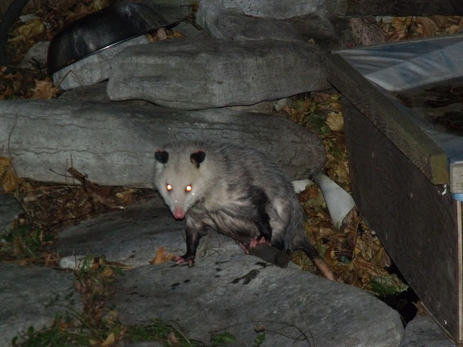 Odd Opossum Courtice, Ontario Canada