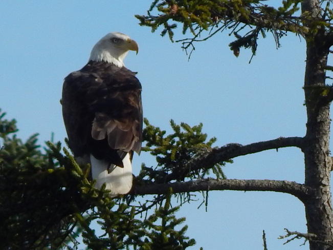 Eagle scoping the scene Fredericton, New Brunswick Canada