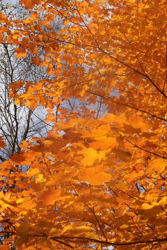 light through maple leave of fall Digby, Nova Scotia Canada