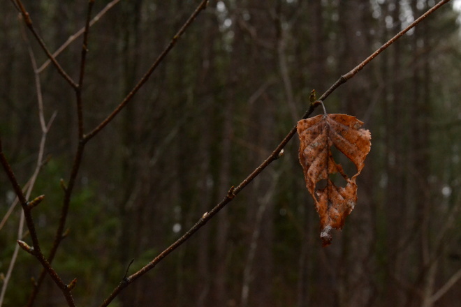 last leaf standing Sturgeon Falls, Ontario Canada