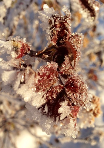 frosty leaves Young, Saskatchewan Canada
