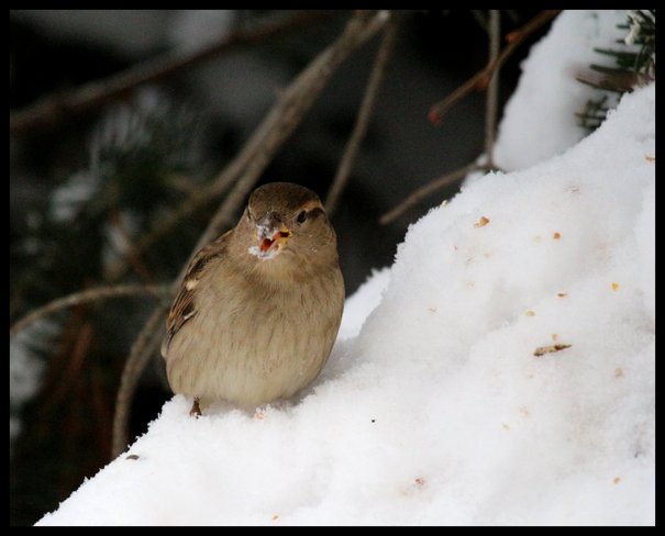 Sparrow Wetaskiwin, Alberta Canada