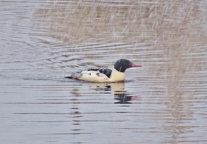 Male Common Merganser fishes on. North Bay, Ontario Canada