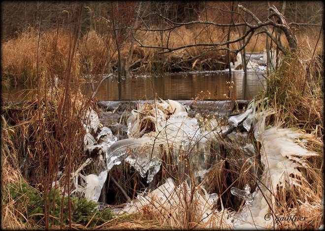 Beaver dam in ice. Magnetawan, Ontario Canada