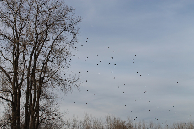 Falling Birds Windsor, Ontario Canada