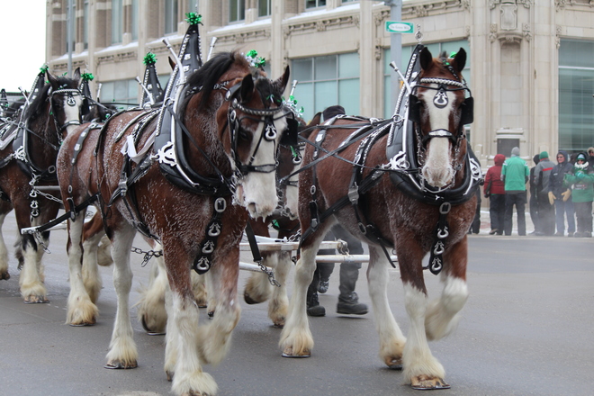 Parade Horses Regina, Saskatchewan Canada