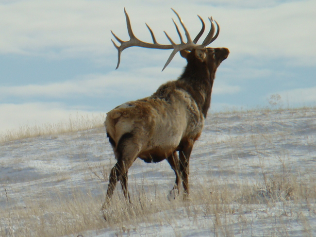 Bull Elk in the Snow Medicine Hat, Alberta Canada