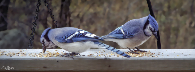 A Pair of Blue Jays Smiths Falls, Ontario Canada